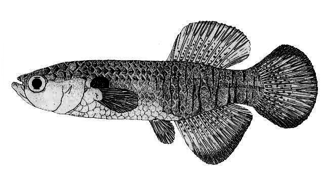 Valencia hispanica_01.jpg